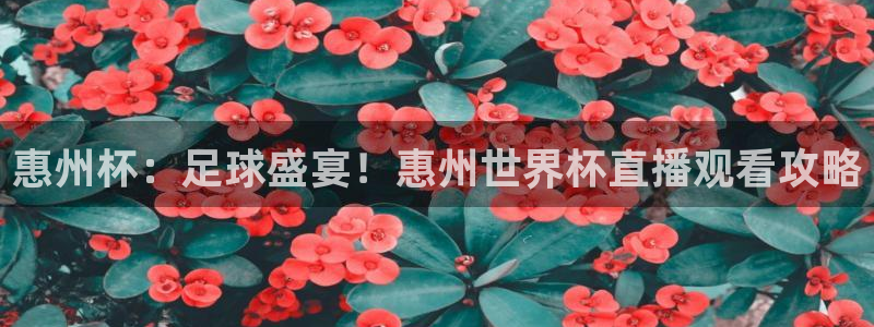足球杯：惠州杯：足球盛宴！惠州世界杯直播观看攻略